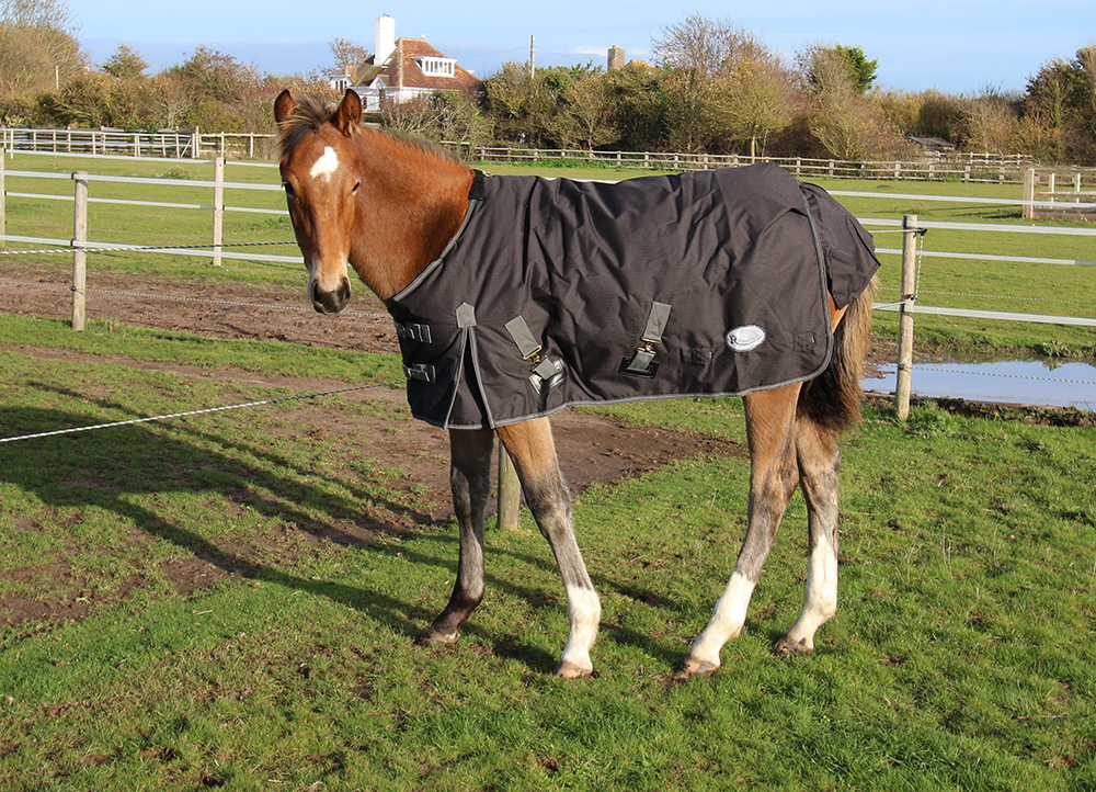 Rhinegold Konig poni/varsa õuetekk 600D 200g - Pilt 2