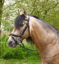 Heritage Saddlery anatoomilised valjad ristkapsliga