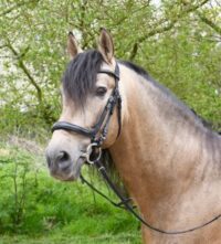 Heritage Saddlery anatoomilised valjad