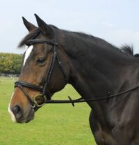 Heritage Saddlery inglise nahast valjad