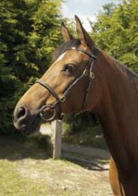 Heritage Saddlery inglise nahast näituse valjad