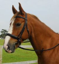 Heritage Saddlery inglise nahast Comfort valjad