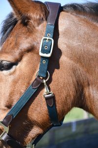 Heritage Saddlery stiilsed anatoomilised päitsed - Pilt 3