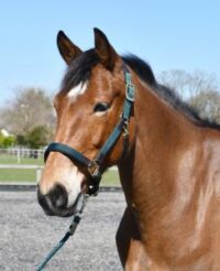 Heritage Saddlery stiilsed anatoomilised päitsed