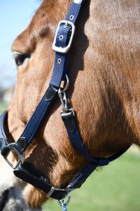 Heritage Saddlery stiilsed anatoomilised päitsed - Pilt 4