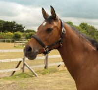 Heritage Saddlery inglise nahast pehmed päitsed