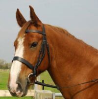 Heritage Saddlery inglise nahast Hunter valjad