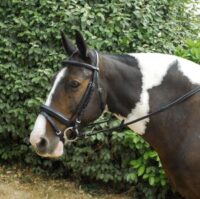 Windsor Comfort Hunter stiilis nahast valjad