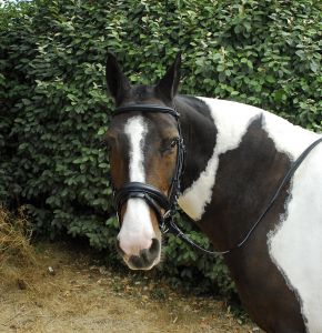 Windsor Comfort Hunter stiilis nahast valjad - Pilt 2