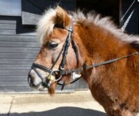 Windsor nahast poni valjad ratsmetega