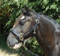 Windsor Equestrian nahast päitsed