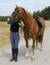 Windsor Equestrian nahast jooksev martingal