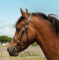 Windsor Equestrian nahast näitusevaljad