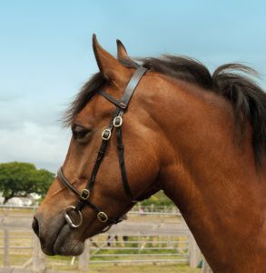 Windsor Equestrian nahast näitusevaljad