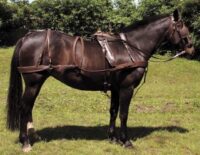 Windsor nahast rakmete komplekt