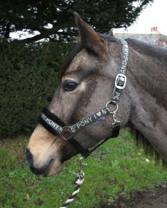 Rhinegold I Love My Pony päitsed ja nöör - Pilt 5