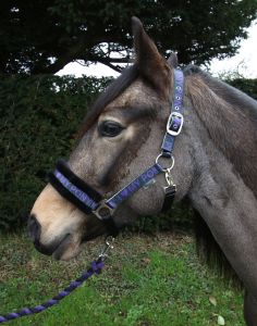 Rhinegold I Love My Pony päitsed ja nöör - Pilt 6