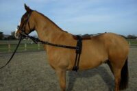 Rhinegold nailonist treeningkomplekt