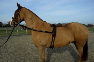 Rhinegold nailonist treeningkomplekt
