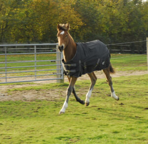 Rhinegold Konig poni/varsa õuetekk 600D 200g