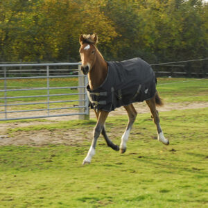Rhinegold Konig poni/varsa õuetekk 600D 200g
